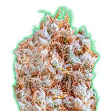 Monster Zkittles