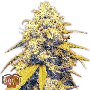 Strawberry Cake Auto