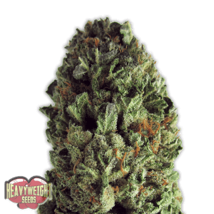 Budzilla