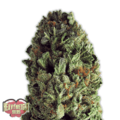 Budzilla