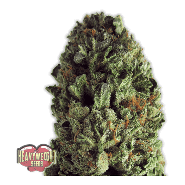 Budzilla