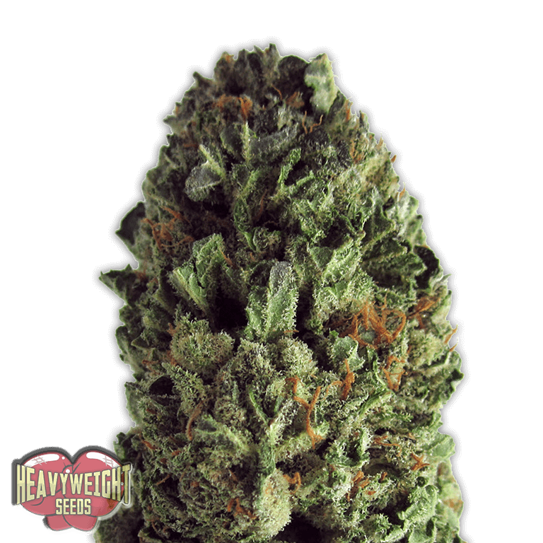 Budzilla