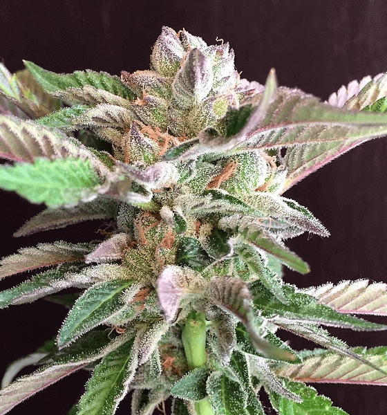 Girl Scout Cookies Forum Cut - Forum Cookies