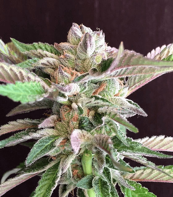 Girl Scout Cookies