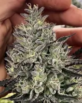 GMO aka Chem Cookies