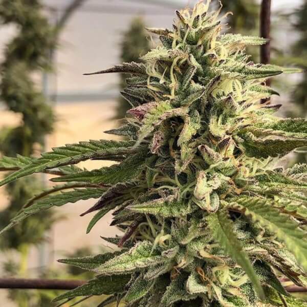 GMO aka Chem Cookies