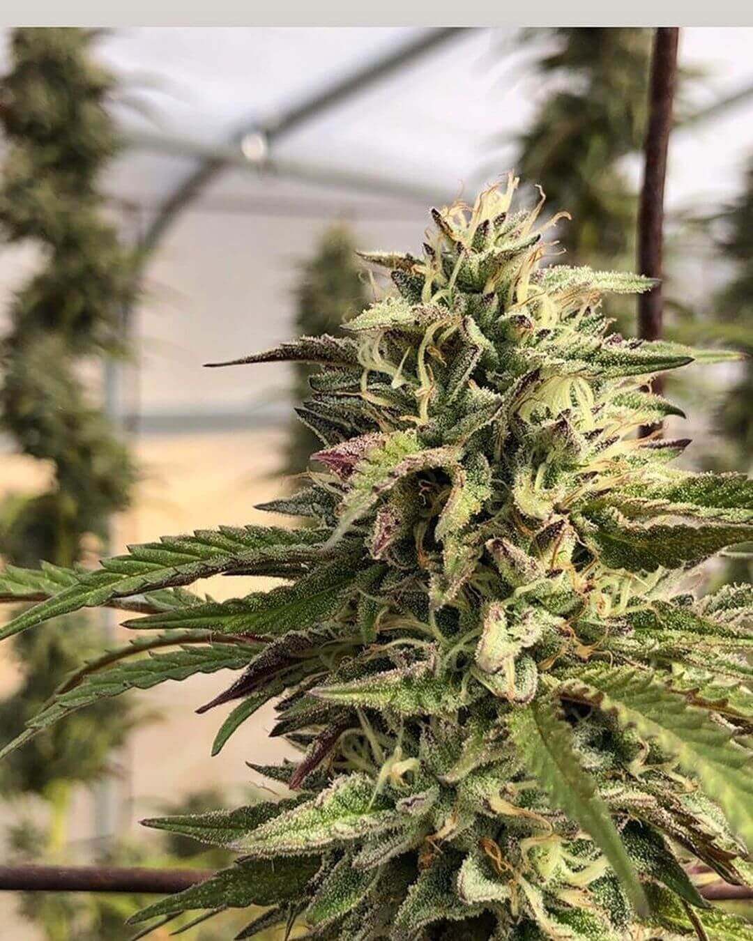 GMO
