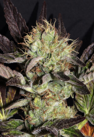 Big Apple Cookies