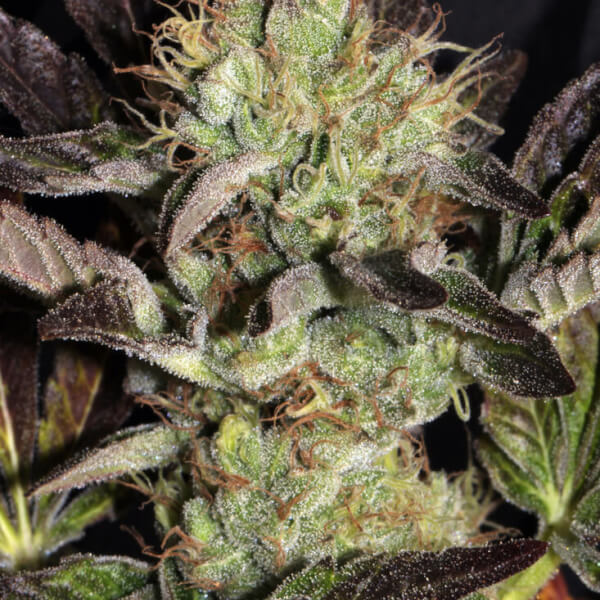 Big Apple Cookies