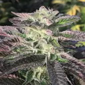 Mimosa Cookies