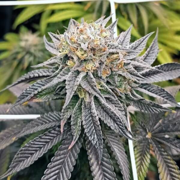 Mimosa Cookies