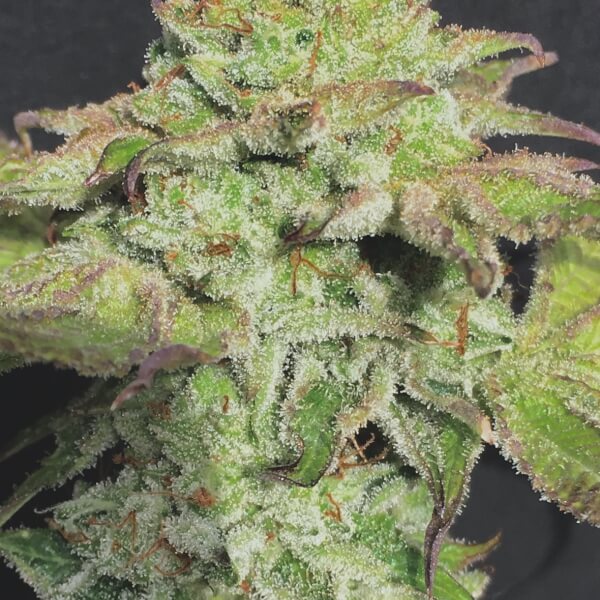 Alien Wedding Cookies