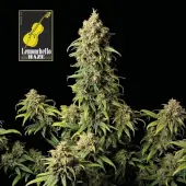 Lemonchello Haze