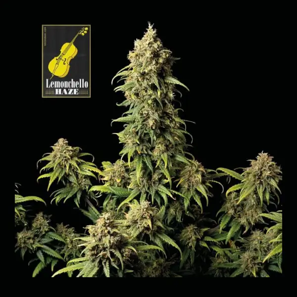 Lemonchello Haze