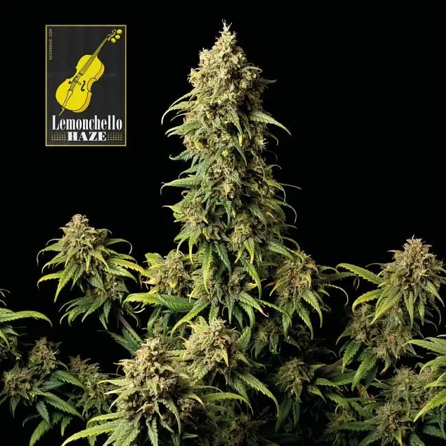 Lemonchello Haze