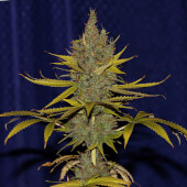 C99 x Blueberry Fast