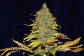 C99 x Blueberry Fast