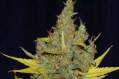 C99 x Blueberry Fast