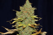 C99 x Blueberry Fast