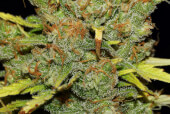 C99 x Blueberry Fast