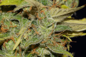 C99 x Blueberry Fast