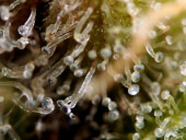 C99 x Blueberry Fast