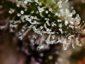 C99 x Blueberry Fast