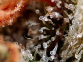 C99 x Blueberry Fast