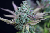 Strawberry Cheesecake Auto 