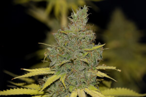 Badazz OG Cheese