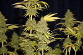 Badazz OG Cheese