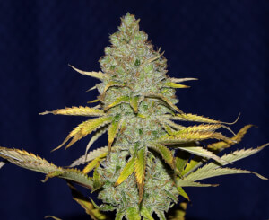 Blueberry