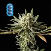 Blueberry