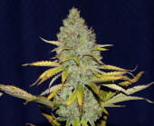 Blueberry