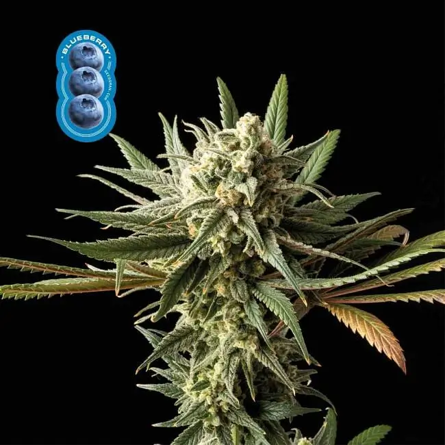 Blueberry