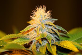 Bubba Kush Seedsman