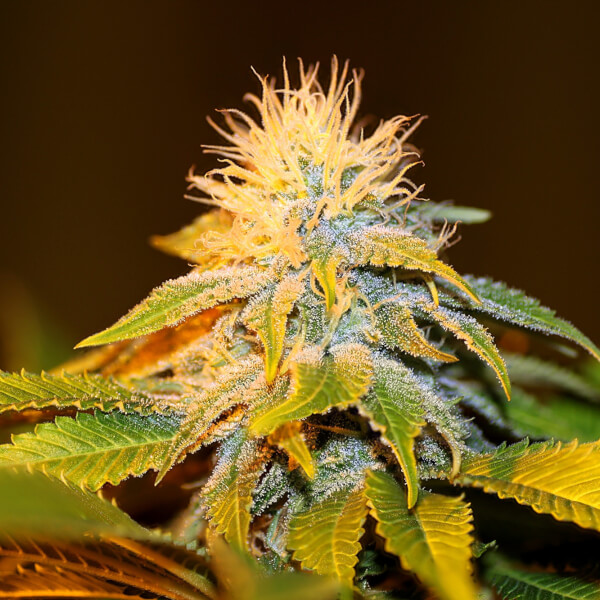 Bubba Kush Seedsman