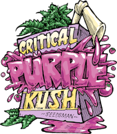 Critical Purple Kush