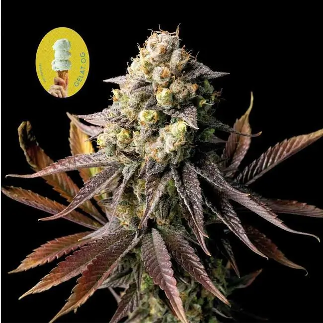 Gelat. OG flowering cannabis, as labeled by the cited photo source