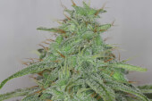 Alaskan Purple