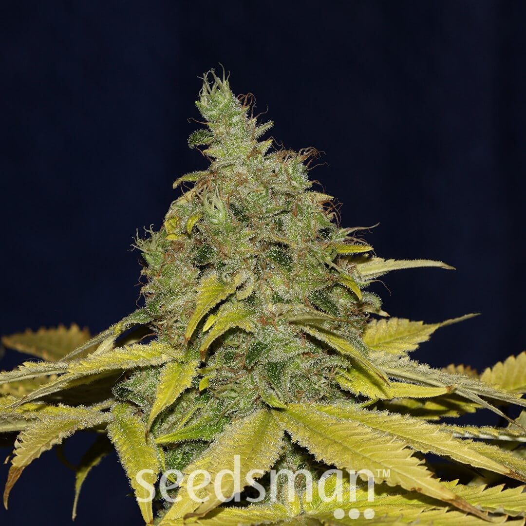 Jack Herer