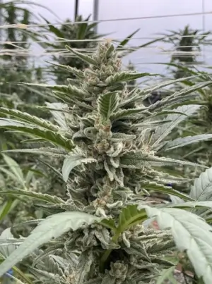 Thai Cookies Auto