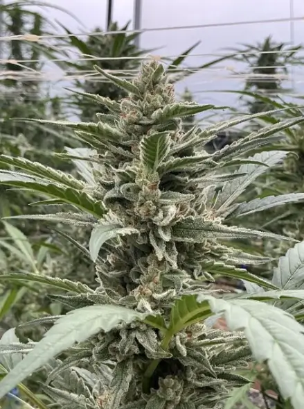 Thai Cookies Auto