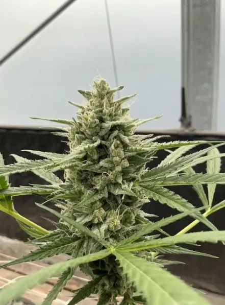 Lilac Cookies Auto