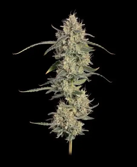 Chem Cookies Auto