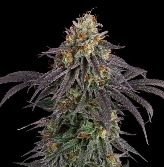 Guava Root GMO Auto