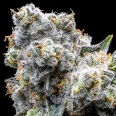 Grapes & Cream