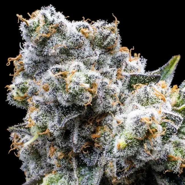 Grapes & Cream