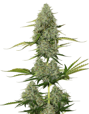 Critical XXL BCN Auto