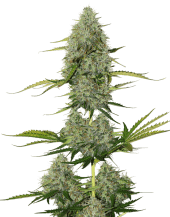 Critical XXL BCN Auto
